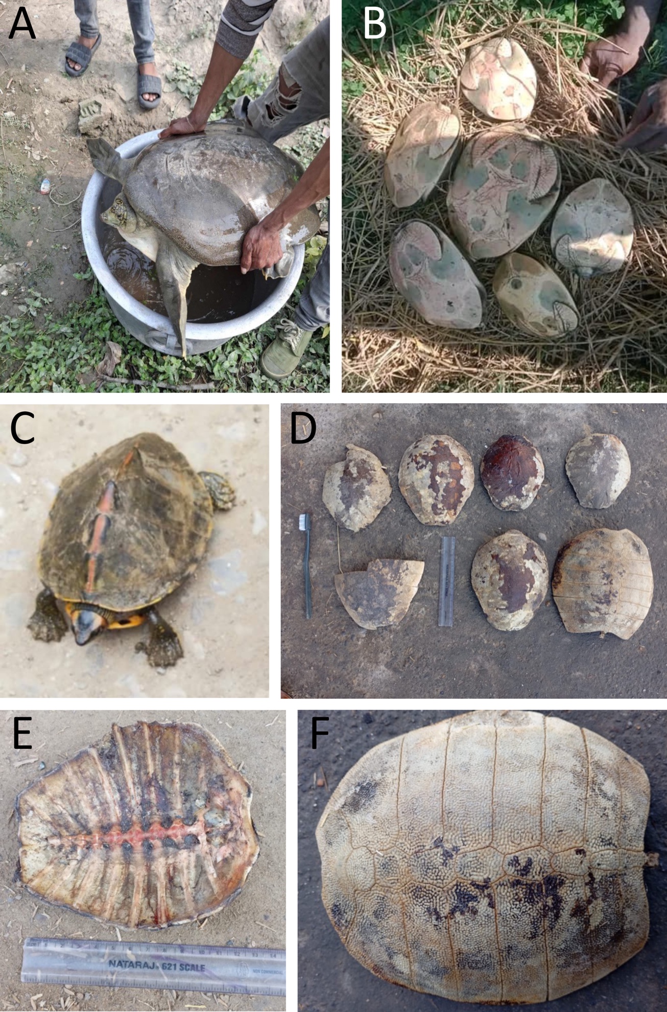 A collage of several turtles

AI-generated content may be incorrect.