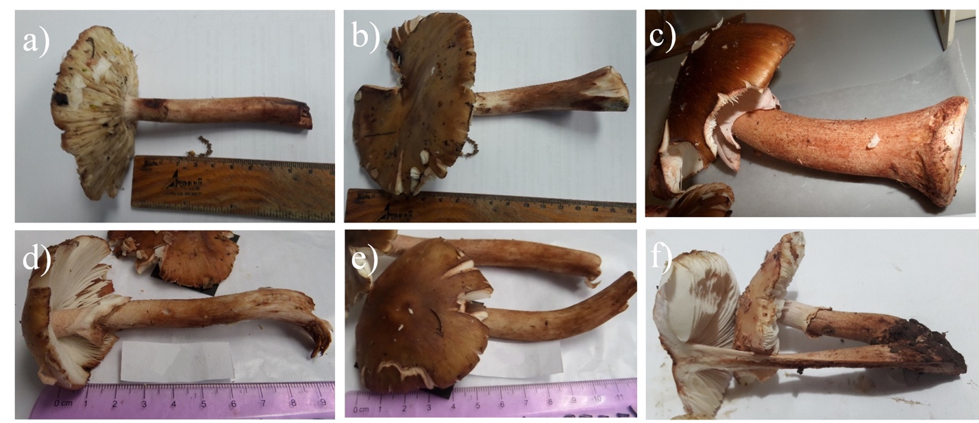 Different angles of mushrooms of the Amanita rubescens complex.