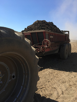 Class B biosolids are used to fertilize 90,000 acres of dryland wheat fields managed by over 100 landowners in the Boulder Park area of Washington state, USA. (Photograph by Nicholas C. Kawa).