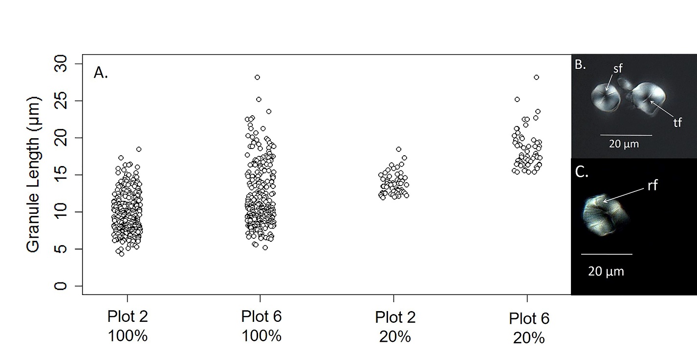 Figure 3 A  Starch granule size distributions of pooled samples (100%) from Plot 2 (n = 310) and Plot 6 (n = 310). Size distributions for the upper 20%, both plots (n = 62). Comparisons between distributions from each sample fraction were significantly different (p < 0.0001). (Right) Morphological attributes (Nomarski optics, DIC) include B sf = three-armed stellate fissure radiating from the hilum on an irregular granule from Plot 6, tf = transverse fissure dissecting the hilum and extending toward the margin of an irregular-shaped granule from Plot 6 and C rf = radial fissure radiating from the hilum to the margin of an irregular-shaped granule from Plot 6.
