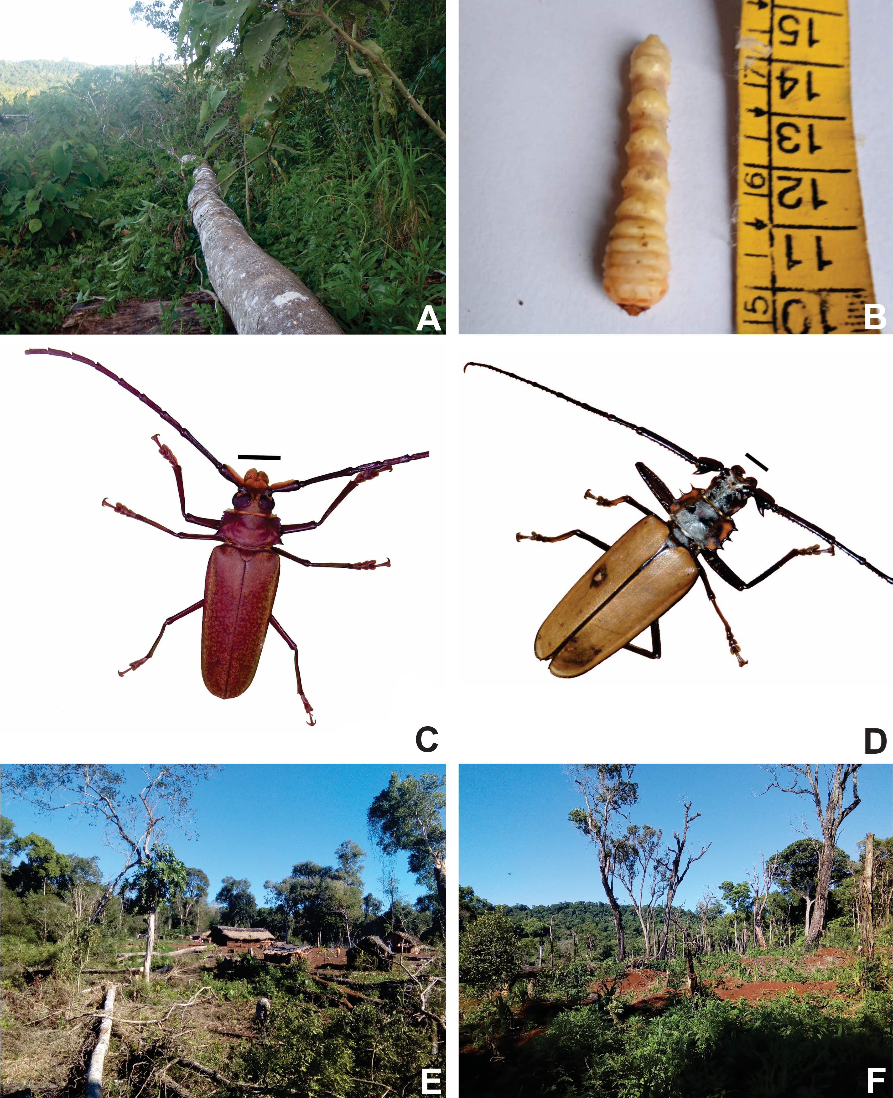 Figure 2 A Tree specimen of yvyra ñechĩ, (Balfourodendron ridelianum) felled for larval production. B ycho akambe edible cerambiciform larva. C Orthomegas jaspideus (scale-1 cm). D Male adult insect Enoplocereus armillatus (scale-1 cm). E Preparation of the land for agriculture. F Growing area.