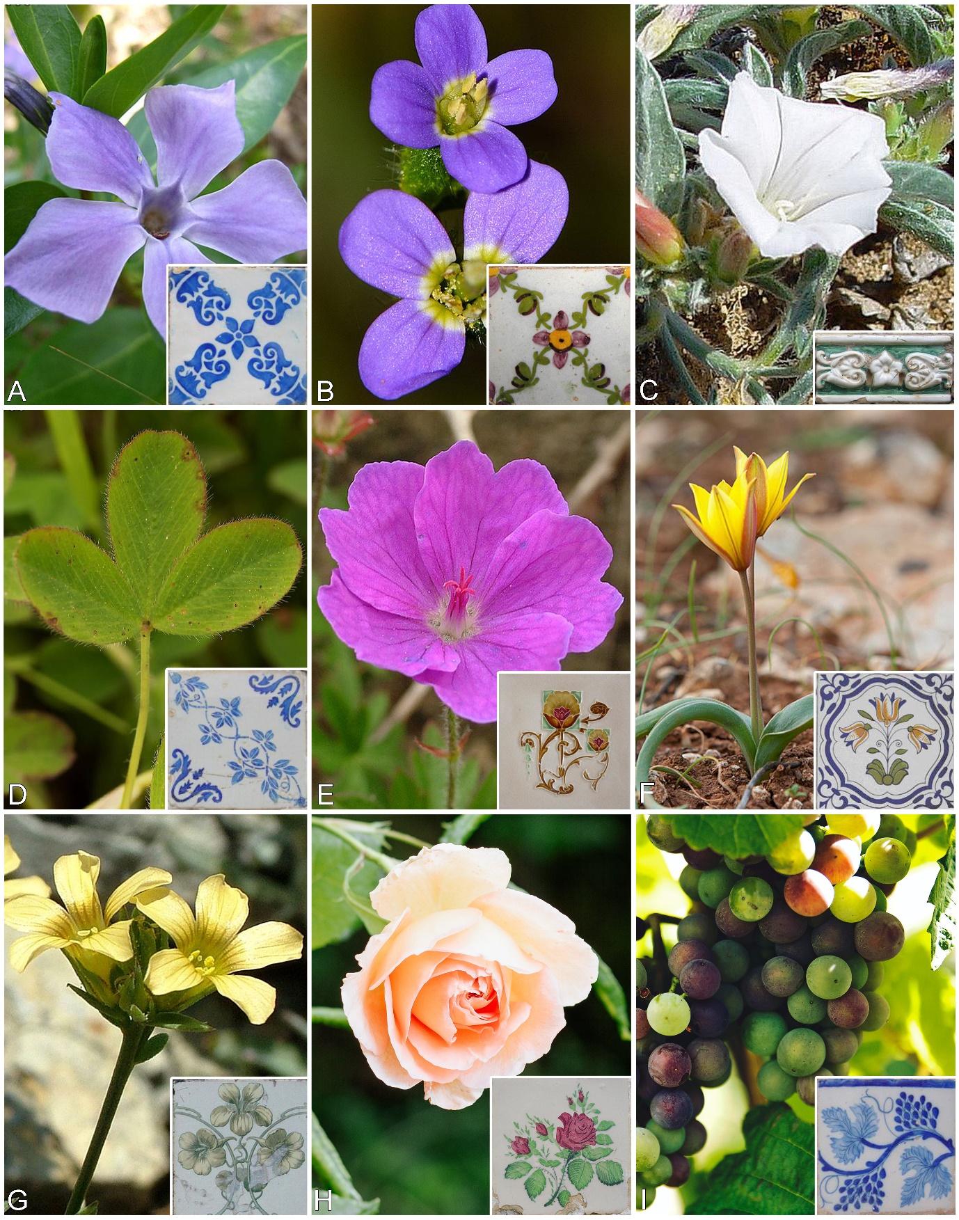Nine images of plants, with an inset of a Portuguese tile depicting each plant respectively.