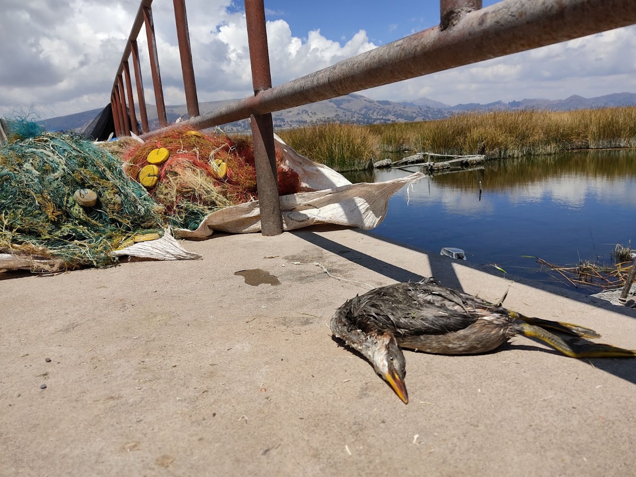 Titicaca Grebe found dead in Karana’ port, and gill nets commonly used for fishermen in green and red behind the body