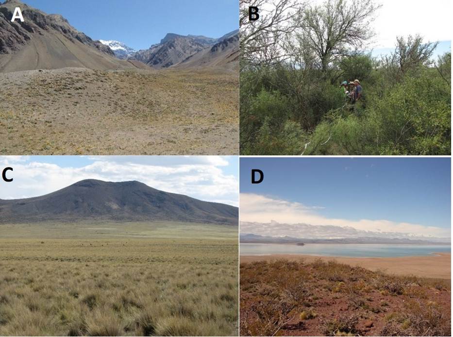 A quadiptych of biomes in Central Western Argentina discussed in the article: A (top left): Altoandean desert; B (top right): Monte desert; C (bottom left): Patagonian semi-desert; D (bottom right): Llancanelo wetland.